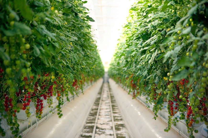 Pure Harvest Smart Farms, une réussite possible grâce à ABB Ability™ Energy Manager